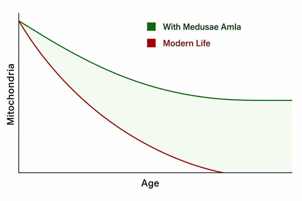 Mitochondria over time
